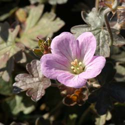 Geranium Dusky Crug